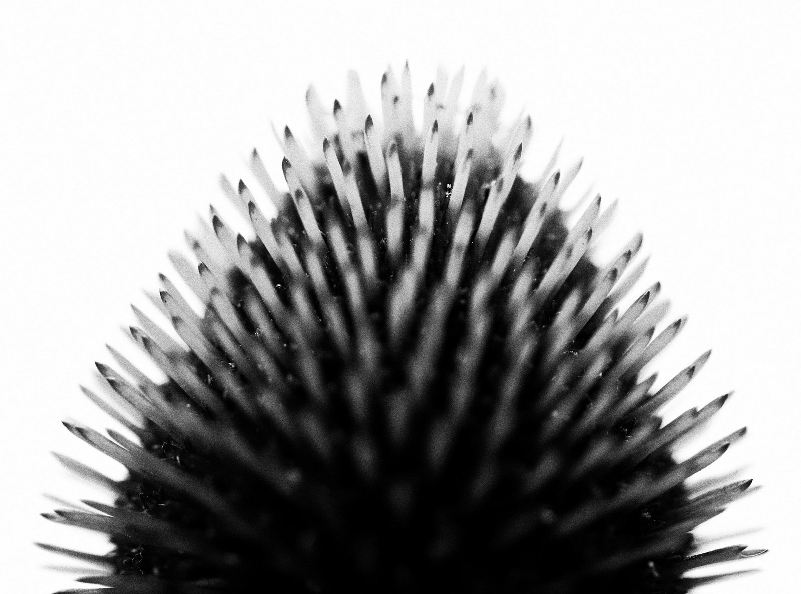 Stark verschmutzte Haarbürste mit Fusseln und Ablagerungen